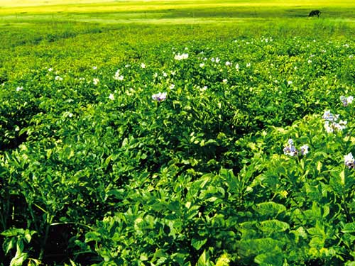 Photatoes growing in Pangda grassland.