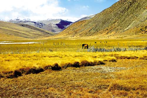 Landscape of Pangda grassland in winter.Having been hand-planted for several years,the grass in Pangda grassland prospers.