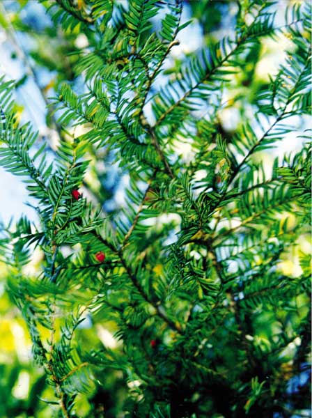 Wild yew Yarlong Tsangpo Grand Canyon.